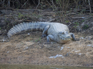 Brazil. Pantanal, adult Yacare caiman, Caiman yacare, basks on the shore.