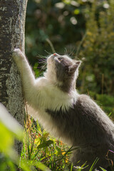 Portrait cute kitten climbs among tree branches in a garden.
Beautiful  cat sitting on a tree.