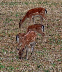 Fallow deer