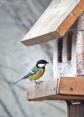 Great Tit