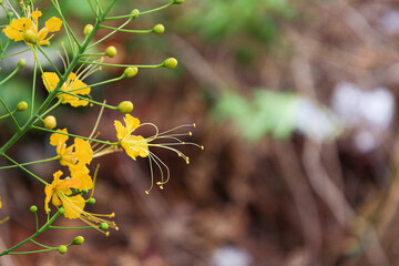 Close-up of yellow flowers blooming with buds, Caesalpinia pulcherrima (Peacock flower). blurred natural background.