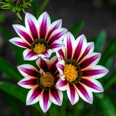 Garden Flowers Close-up