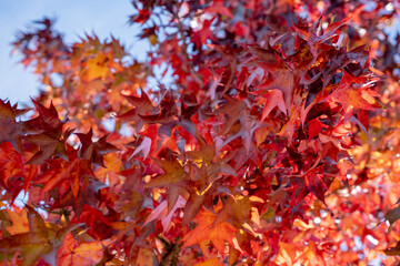 Sunlight shines through vibrant autumn leaves creating a warm seasonal glow