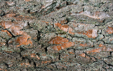 Old bark tree texture. Natural wood surface pattern, old tree skin
