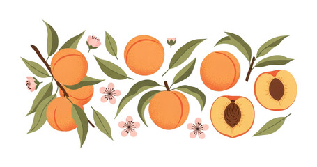 Peaches with Blossoms and Leaves Arrangement on Transparent Background
