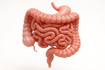 Human digestive system, Illustration