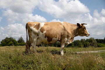 A Brown and White Cow Standing in a Field