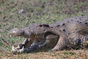 Nile Crocodile Chobe Botswana National Park