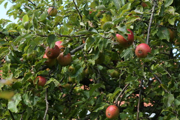 red apples on a tree