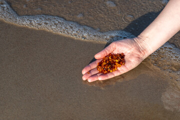 Amber stones on sea coast. Amber gems search on Baltic sea shore, fossilized tree resin crystals on sand