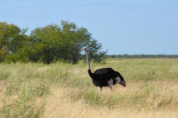 Fototapeta premium Afrikanischer Strauße (struthio camelus) im Etoscha Nationalpark in Namibia