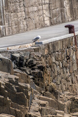 Larus michahellis pertenece a la familia de Laridae.