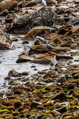 Larus michahellis pertenece a la familia de Laridae.