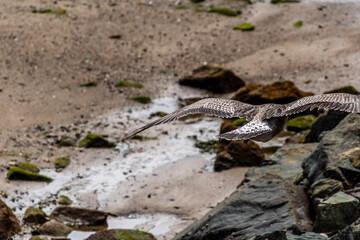 Larus michahellis pertenece a la familia de Laridae.
