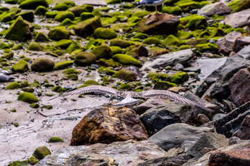Larus michahellis pertenece a la familia de Laridae.