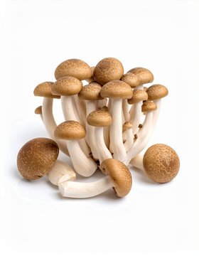 Fresh Shiitake mushroom in white background, aesthetic mushroom product, healthy food, slicing shiitake mushroom 
