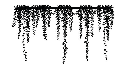 delicate vines hanging gracefully from an overhead branch © nhpvect02