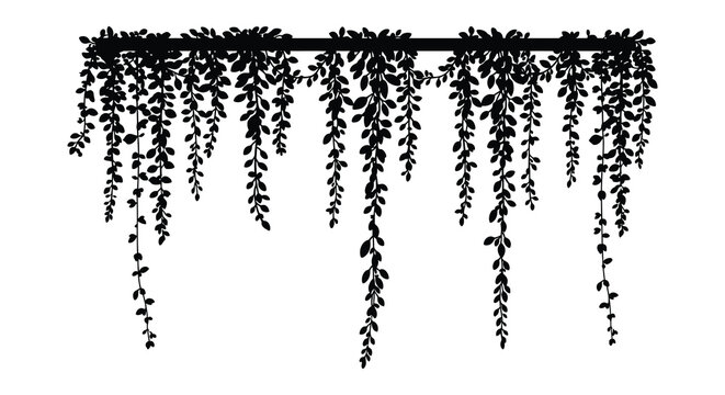 delicate vines hanging gracefully from an overhead branch