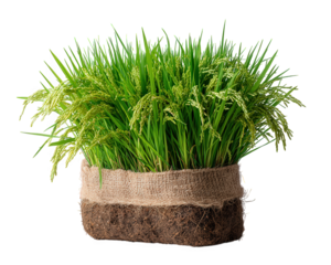 Rice seedling bundle green plant soil root farming element photorealistic fresh agriculture growth rural natural