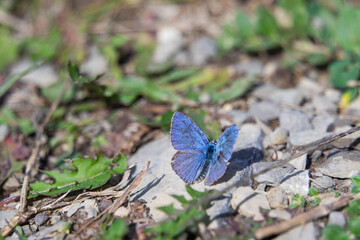 Blue butterfly rests on a sunlit stone in a field surrounded by grass and plants