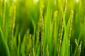 Rice. A large area of rice seedlings growing in the fields of Korea.