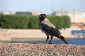 portrait of a crow in St. Petersburg