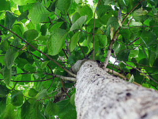 Low angle view of teak tree  in the forest