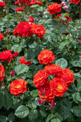 Beautiful bright orange rose flower blooming in the garden in Nagano.