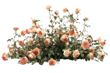Flourishing natural cluster of wild roses isolated on transparent background