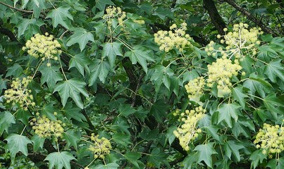 yellow flowers in mount qingcheng, chengdu, china