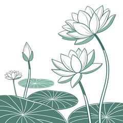 Elegant line art illustration of blooming water lilies and lily pads in serene teal and white