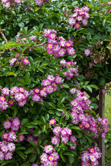 Beautiful purple rose flowers blooming in a garden in Nagano.
