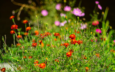 Autumn flowers marigolds on a blurred background with bokeh effect.