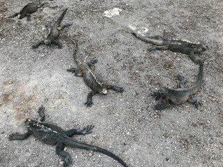 Collection of Galapagos marine iguanas scattered and camouflaged on grey volcanic stone ground.