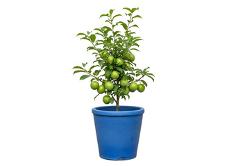Obraz premium A small, vibrant tree with immature green apples, nestled in a blue ceramic pot, stands against a striking black background.