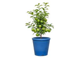 A small, vibrant tree with immature green apples, nestled in a blue ceramic pot, stands against a striking black background.