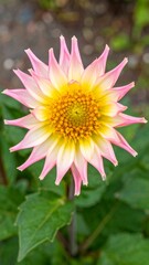 Obraz premium Close-up of a delicate pink dahlia