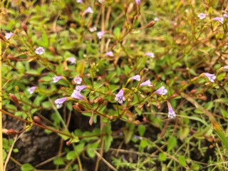 Delicate purple flowers blossoming in a field of green.