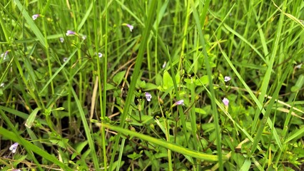 Wildflowers in the tall green grass