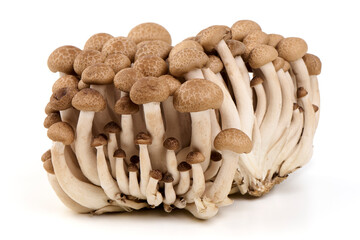 Beech Mushrooms Clump, isolated on white background