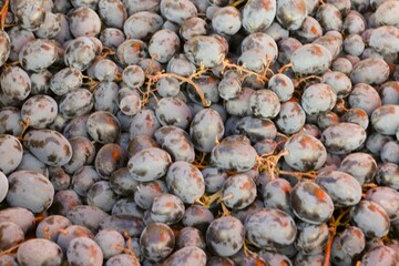 Fresh harvest of dark grapes close-up — organic berries for winemaking, desserts, healthy eating and culinary projects