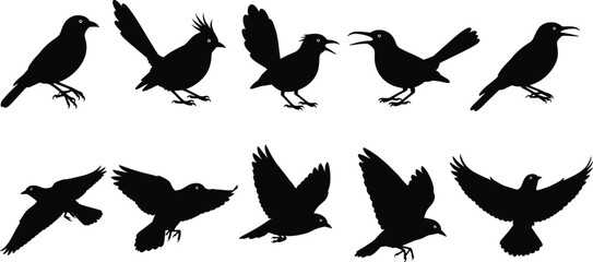 Black silhouette vector set of various birds in standing and flying poses, showcasing wildlife, nature, avian species, and decorative design elements