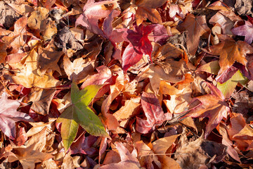 Green leaf on red autumn leaf floor showing texture and color after morning rain