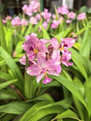 Close-up of blooming purple orchid flowers in a garden.