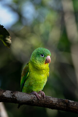 Colorful Orange-chinned Parakeet Perched in the Tropical Forest