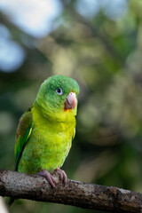 Exotic Parakeet with Vibrant Green Plumage in Costa Rica