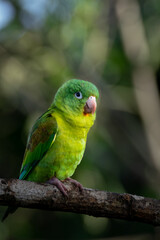 Lively Flock of Orange-chinned Parakeets in the Rainforest