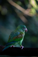 Tropical Beauty: Orange-chinned Parakeet in its Natural Habitat