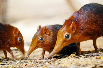 Black-and-rufous elephant shrew family foraging on the forest floor