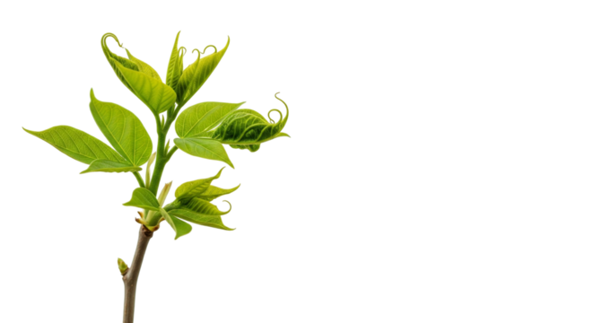 Young Green Plant Sprouting Leaves – Symbol of Growth and Renewal on White Background